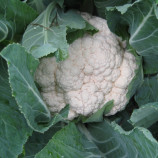 Барселона F1 семена капусты цветной (Hazera)