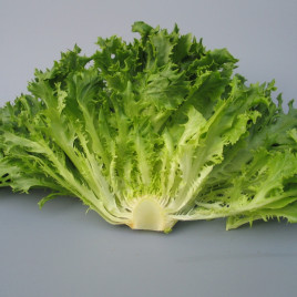 Канкан семена салатного цикория тип Фризе зел. (Hazera)