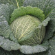 Турмалин F1 семена капусты савойской (Hazera)