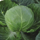 Капуста Балбро F1 
