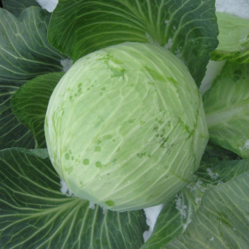 Гилсон F1 семена капусты б/к поздней (Hazera)