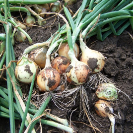 Ибис F1 семена лука репчатого среднеранний (Hazera)