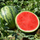 Леопард F1 насіння безнасіннєвого кавуна раннього (Hazera)