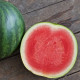 Лінкс F1 насіння кавуна раннього тип Крімсон Світ 1,5-2,5 кг. (Hazera)