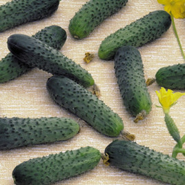 семена огурца меренга f1