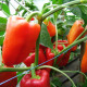 Андреа семена перца сладкого тип Венгерский раннего 150-170 г. 12х6-7 см 6-8 мм желт./красн. (Moravoseed)