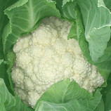 Дельта насіння капусти цвітної середньої 70-75 дн. біл. (Moravoseed)