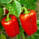Каліфорнійське чудо насіння перцю солодкого (Moravoseed)