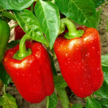 Калифорнийское чудо семена перца сладкого тип Блочный среднего 125-130 дн. корот.куб. зел./красн. (Moravoseed)