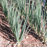 лук батун энтита