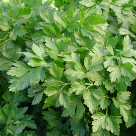 Росава семена петрушки листовой (Moravoseed)