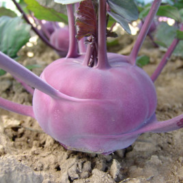 Наталка семена капусы кольраби (Moravoseed)