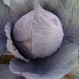 Марс семена капусты к/к средней (Moravoseed)