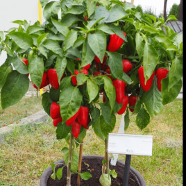 Перець солодкий Рела