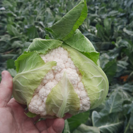 Спідстар F1 насіння капусти цвітної ранньої 50-55 дн. 1,5-2,5 кг біл. (Syngenta)