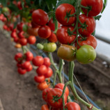 Васмия F1 (Wasmya) семена томата индет. раннего окр. 180-200 гр. красный (Rijk Zwaan)