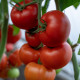 Жамілія F1 (Zhamilya) насіння томату індет. раннього окр.-припл. 200-250 гр. червоний (Rijk Zwaan)