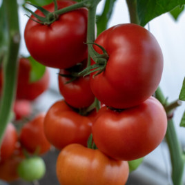 Жамілія F1 (Zhamilya) насіння томату індет. раннього окр.-припл. 200-250 гр. червоний (Rijk Zwaan)