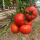 Жамиля F1 (Zhamilya) семена томата индет. раннего окр.-припл. 200-250 гр. красный (Rijk Zwaan)