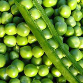 Оплот насіння гороху зернового середнього (НААН України)