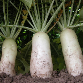 Астор семена редьки (Moravoseed)