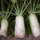 Астор семена редьки (Moravoseed)