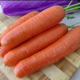 Кнота F1 семена моркови Нантес (Moravoseed)