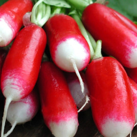 Славія насіння редиски (Moravoseed)