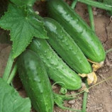 семена огурца регия f1