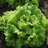 Пражан семена салата тип Батавия (Moravoseed)