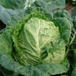 Отава семена капусты савойской (Moravoseed)