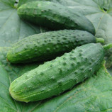 Огірок Патріот F1 
