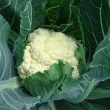 Октавия семена капусты цветной среднеспелой (Moravoseed)