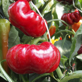 Перець Раєн (Александр)