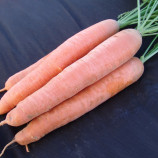 Афалон F1 семена моркови Берликум/Флакке среднепоздней 115-120 дн. 18-19 см (Moravoseed)