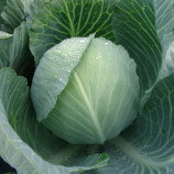 Капуста Меридор F1 