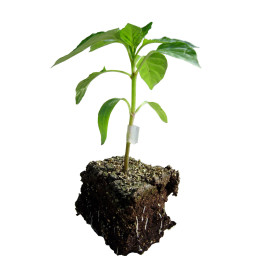 Татами F1 семена подвоя для перца (ZKI)