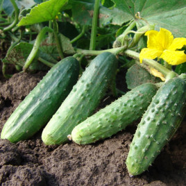 Эла F1 (Дездемона F1) семена огурца корнишона пчелооп. среднего 46-48 дн. 10-11 см (Moravoseed)