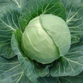Колорит F1 семена капусты б/к ранней (Moravoseed)