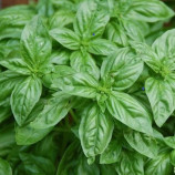 Містер Барнс насіння базиліка зеленого (Moravoseed)