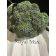 Роял Макс F1 (Royal Max F1) насіння капусти брокколі ранньої 65-67 дн. 0,5-0,8 кг (ZKI)
