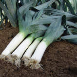 Лук порей Элефант