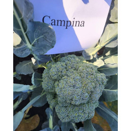 Кампіна F1 (Campina F1) насіння капусти брокколі ранньої 55-60 дн. 0,55-0,8 кг (ZKI)