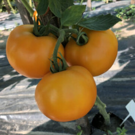 Еллоу Болл F1 семена томата индет. раннего 100 дн. 200-250 гр. желт. (Lark Seeds)