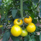 Еллоу Болл F1 (Елоу Бол F1) семена томата индет. раннего 100-110 дн. окр. 200-250 гр. желт. (Spark Seeds)
