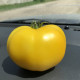 Еллоу Болл F1 насіння томата індет. раннього 100 дн. 200-250 гр. жовт. (Lark Seeds)
