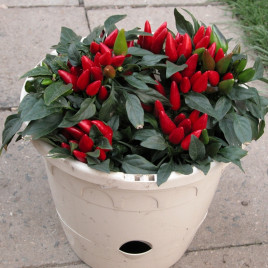 Івона насіння перцю гіркого декоративного раннього конічн. 3-4х1-2 см зел./червон. (Moravoseed)