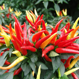 Поупіла насіння перцю солодкого декоративного раннього жовт./черв. (Moravoseed)