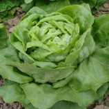 Адінал насіння салату тип Маслянистий окр. (Moravoseed)