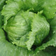 Ларсен семена салата тип Айсберг среднераннего (Moravoseed)